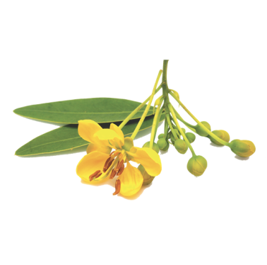 Hojas de Sen - Transito intestinal